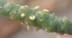 Salicornia littorea