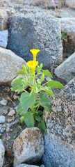 Physalis crassifolia infundibularis