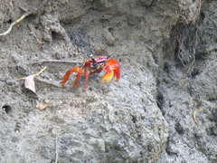 Goniopsis pulchra