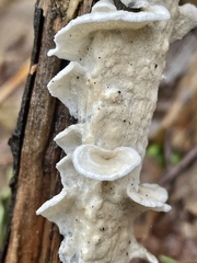 Corticiales