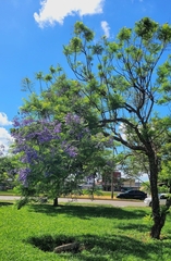 Jacaranda mimosifolia