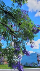 Jacaranda mimosifolia