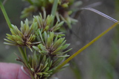 Cyperus ochraceus