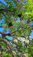 Jacaranda mimosifolia