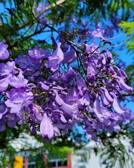 Jacaranda mimosifolia