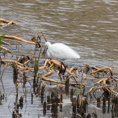 Egretta garzetta