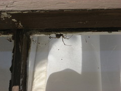 Latrodectus geometricus