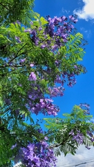 Jacaranda mimosifolia
