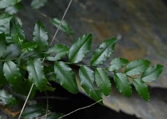 Ventilago ecorollata