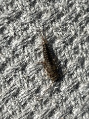 Ctenolepisma lineatum
