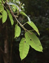 Ficus virens virens