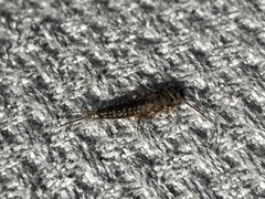 Ctenolepisma lineatum