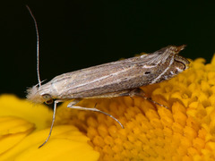 Isophrictis anthemidella