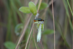 Chauliognathus lugubris