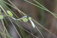 Chauliognathus lugubris