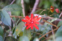 Coccinea