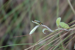 Chauliognathus lugubris