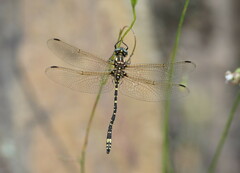 Eusynthemis virgula