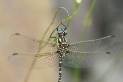 Eusynthemis virgula