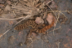 Hemidactylus albofasciatus