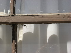 Latrodectus geometricus