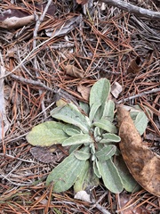 Verbascum thapsus