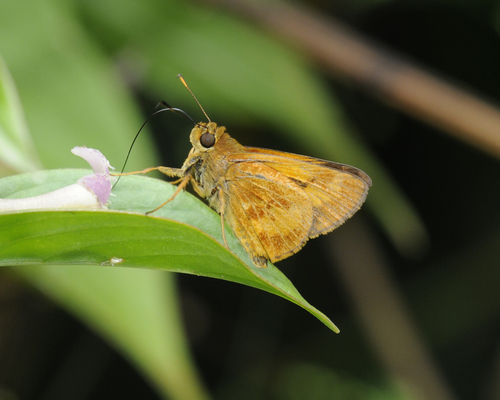 Plasma Skipper