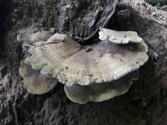 Bondarzewia berkeleyi