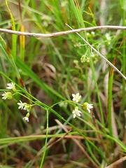 Platysace heterophylla