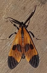 Dycladia