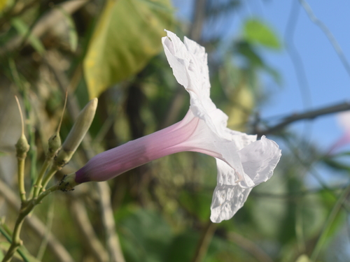 Bush Morning Glory