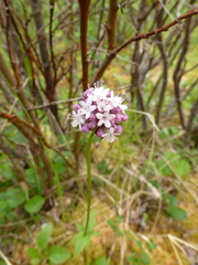 Valeriana capitata