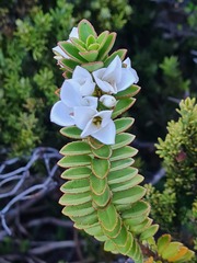 Veronica macrantha brachyphylla
