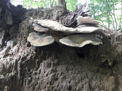 Bondarzewia berkeleyi