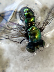 Condylostylus armipes