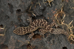 Hemidactylus albofasciatus