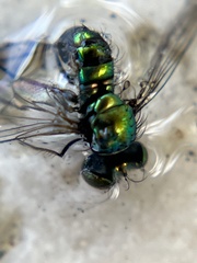 Condylostylus armipes