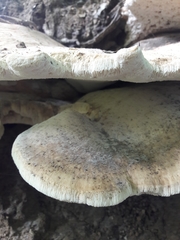Bondarzewia berkeleyi