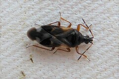 Anthocoris