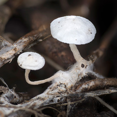 Cystolepiota