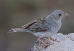 Rhopospina alaudina