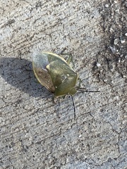 Chlorochroa uhleri