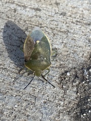 Chlorochroa uhleri