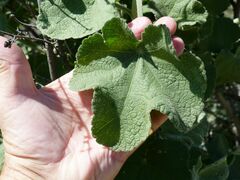 Malacothamnus davidsonii