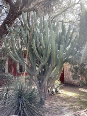 Myrtillocactus geometrizans