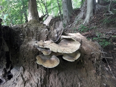 Bondarzewia berkeleyi