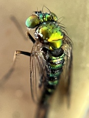 Condylostylus graenicheri