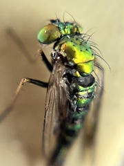 Condylostylus graenicheri