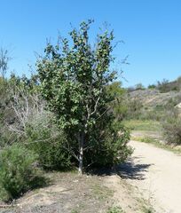 Malacothamnus davidsonii