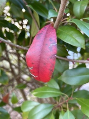 Photinia serratifolia